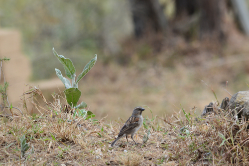 iNaturalist image