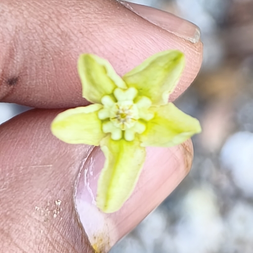 Gymnanthera oblonga