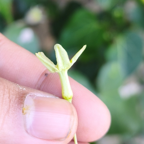 Gymnanthera oblonga, photograph 1