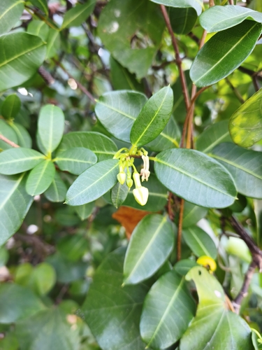 Gymnanthera oblonga, photograph 2