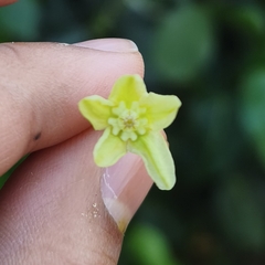 Gymnanthera oblonga, photograph (c) Muhammad HEEMBOO, some rights reserved (CC BY)