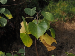 Thespesia populneoides, photograph (c) Thomas Mesaglio, some rights reserved (CC BY)