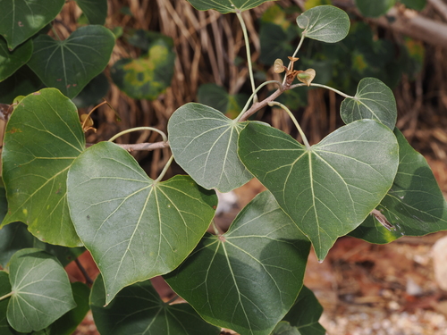 Thespesia populneoides (Thespesia populneoides)