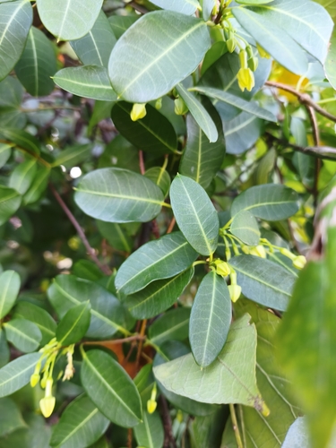 Gymnanthera oblonga, photograph 4