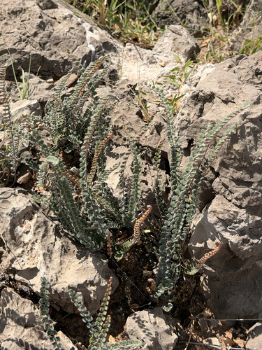 scaly cloak-fern
