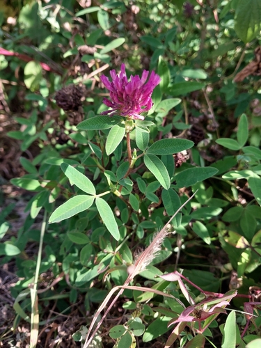 Zigzag Clover