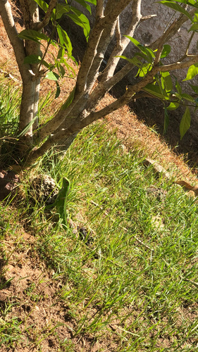 Green Iguana