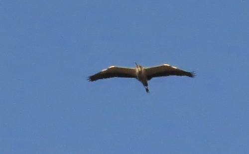 iNaturalist image