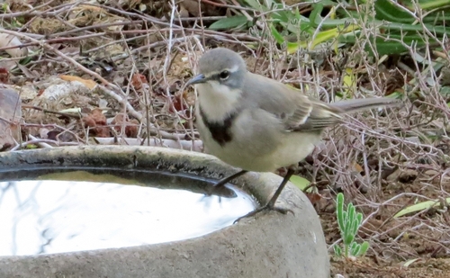 iNaturalist image