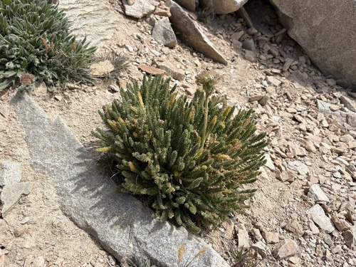 Polemonium eximium