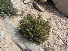Polemonium eximium