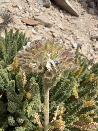 Polemonium eximium, photograph 1