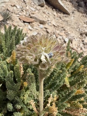 author not stated, no rights reserved Polemonium eximium, photograph author not stated, no rights reserved