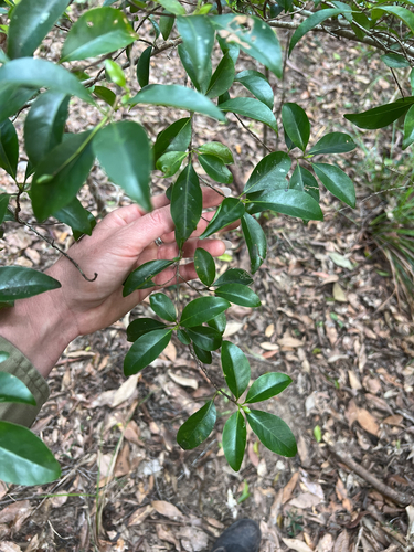 Hodgkinsonia ovatiflora, 2026-09-08