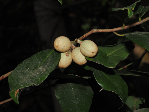Myristica insipida observed 2026-09-08