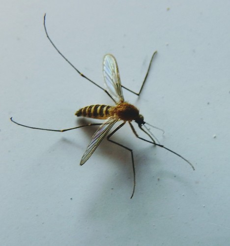 Common house mosquito