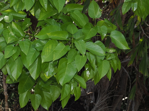 Sterculia quadrifida, photograph 6
