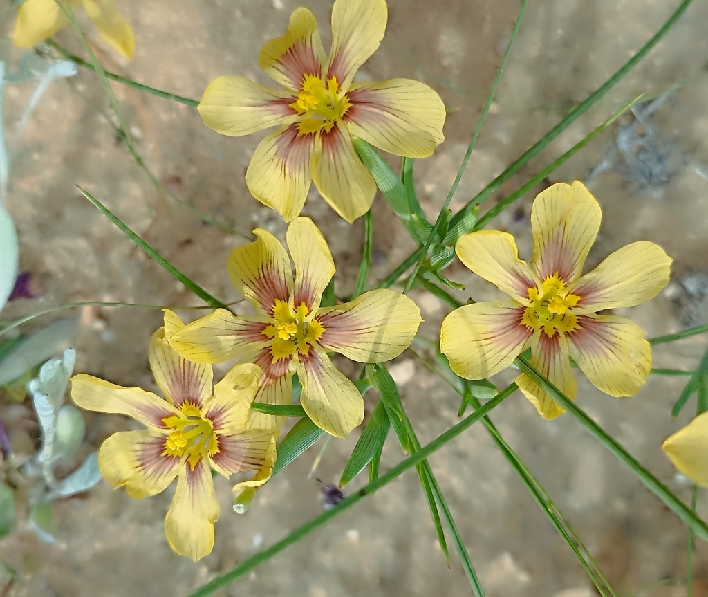Moraea patens