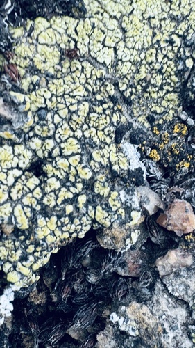 Soil Paint Lichen