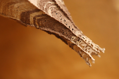 Eustenogaster calyptodoma