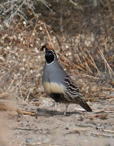 Gambel's Quail