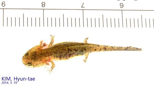 Hynobius leechii