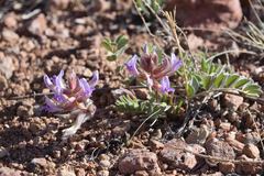 Astragalus shortianus