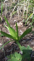 Colchicum umbrosum