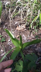 Colchicum umbrosum