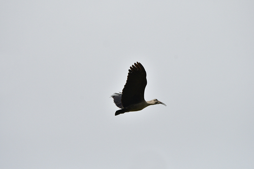 iNaturalist image