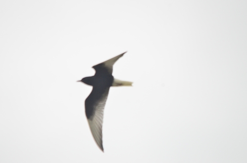 iNaturalist image
