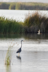 Ardea cinerea