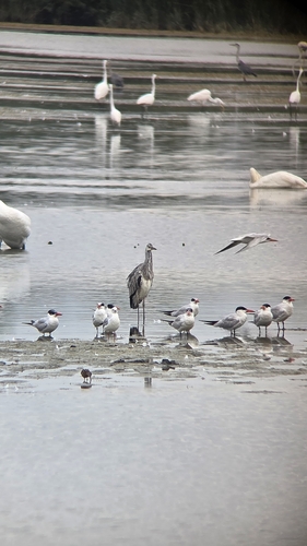 iNaturalist image