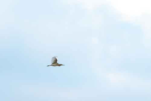iNaturalist: (c) Gabi Rusu, some rights reserved (CC BY-NC), uploaded by Gabi Rusu iNaturalist image
