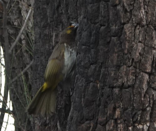 Orange-spotted Bulbul