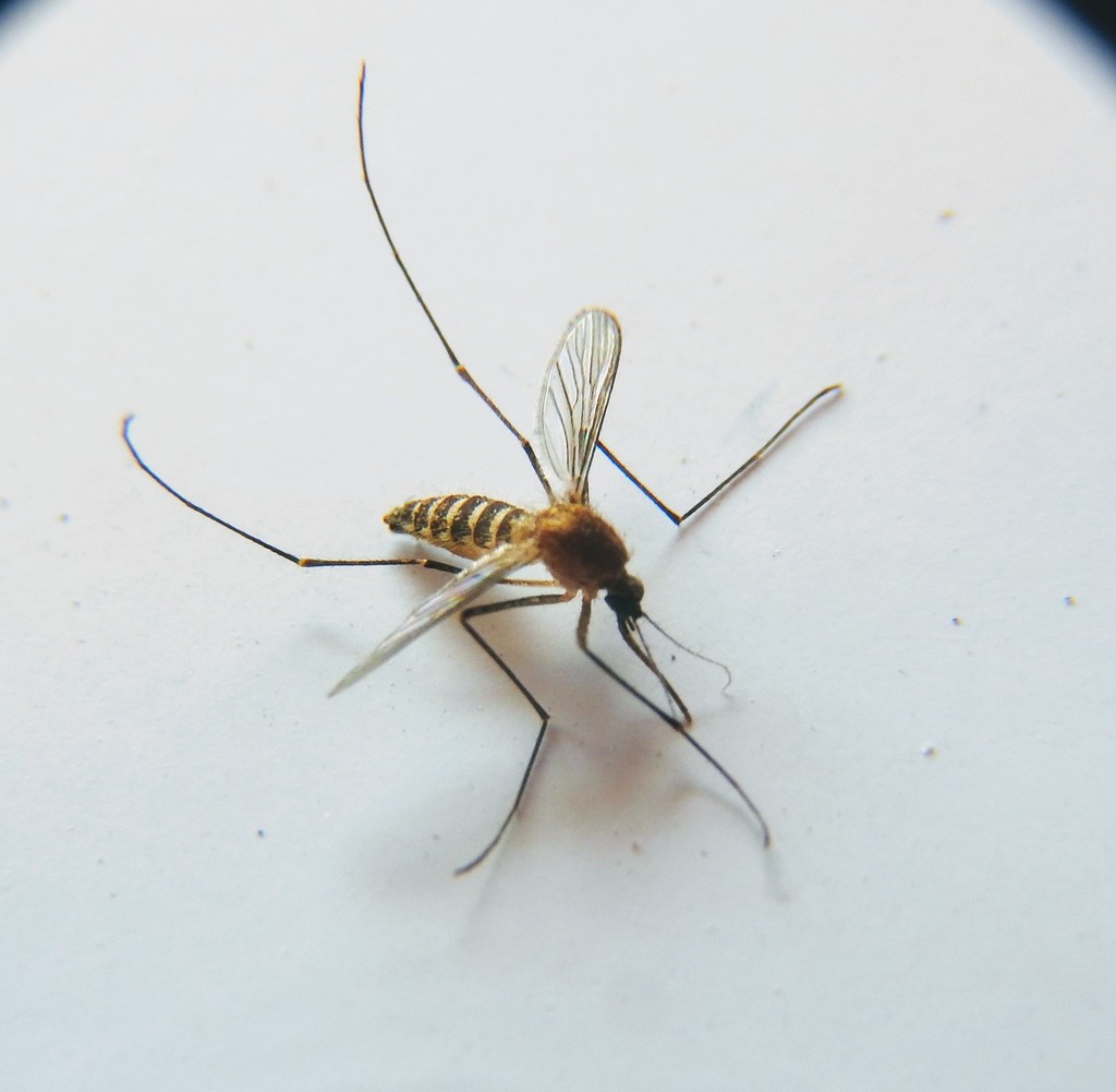 Southern House Mosquito