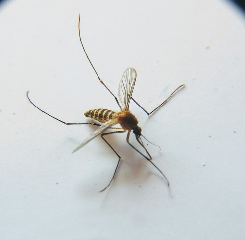 Southern House Mosquito