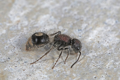 Sigilla dorsata