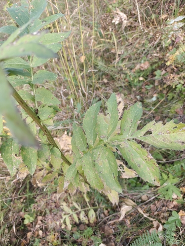 Serratula coronata, photograph 3