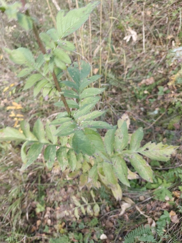 Serratula coronata, photograph 4