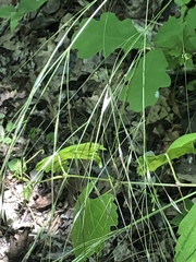 Piptochaetium avenaceum