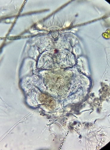 Brachionus angularis