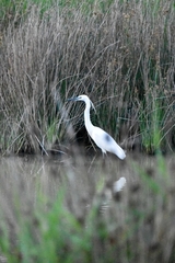 Egretta garzetta
