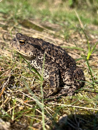 European Toad