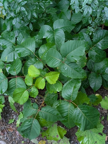 western poison ivy