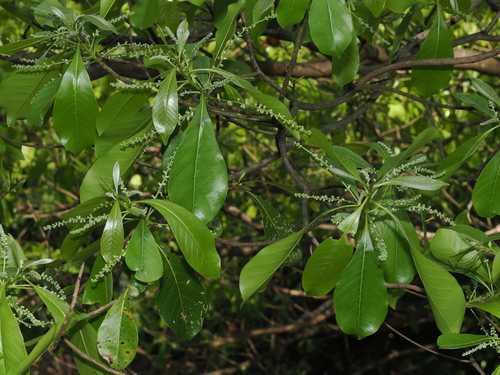 Terminalia sericocarpa observed 2026-09-08