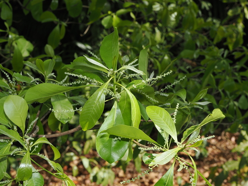 Terminalia microcarpa, photograph 1
