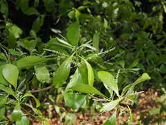 Terminalia microcarpa, photograph (c) Thomas Mesaglio, some rights reserved (CC BY)