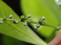 Terminalia microcarpa, photograph (c) Thomas Mesaglio, some rights reserved (CC BY)