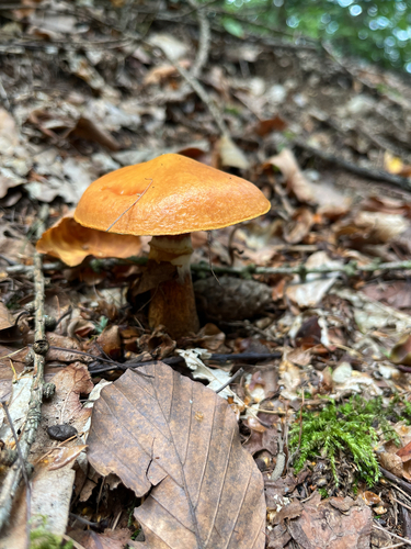 Larch Bolete